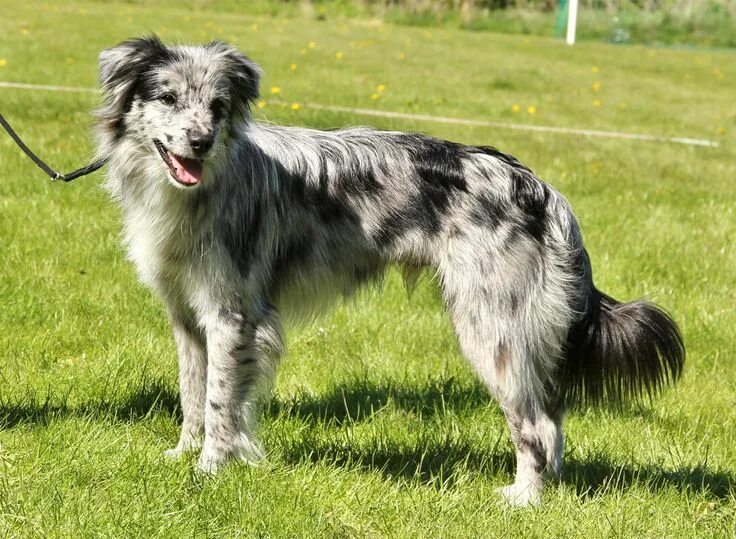 Пиренейская овчарка фото и описание породы характеристики Pyrenean Shepherd Origem: França Grupo: Cães de Pastoreio Altura: 40 a 50cm Peso