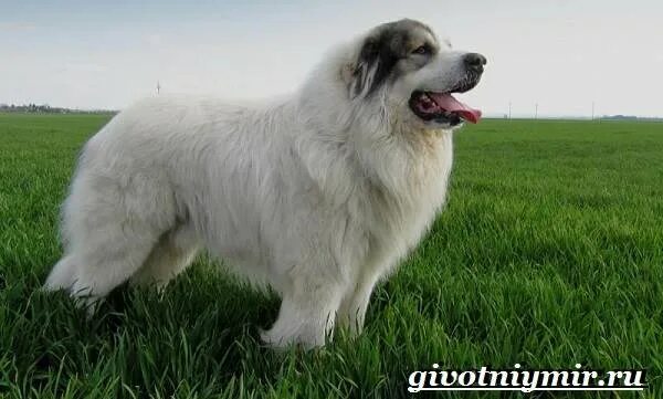 Пиренейская овчарка фото и описание породы характеристики Пиренейская овчарка. Описание, особенности, уход и цена пиренейской овчарки Живо