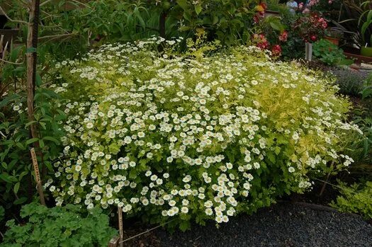 Пиретрум девичий фото на клумбе Tanacetum parthenium 'Aureum' Chrysanthemum parthenium aureum 'Aureum' Tanacetum