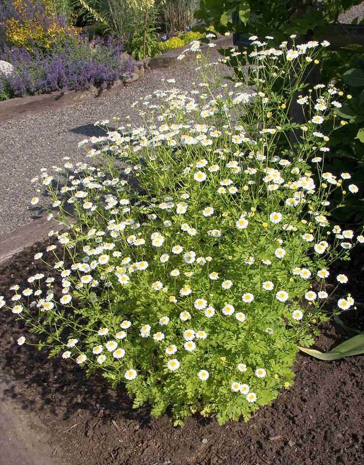 Пиретрум девичий фото на клумбе Pin on Plantitas /3