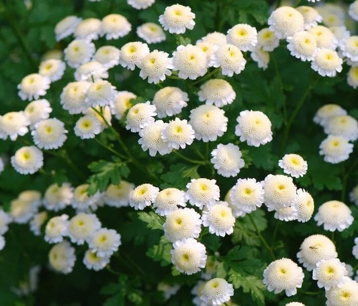 Пиретрум девичий посадка и уход фото Imagini pentru crizanteme mov Flowers perennials, White perennial flowers, Plant