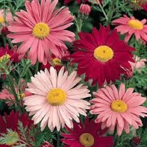 Пиретрум фото цветов 50+ Robinson's Mix Chrysanthemum Flower Seeds / Perennial eBay