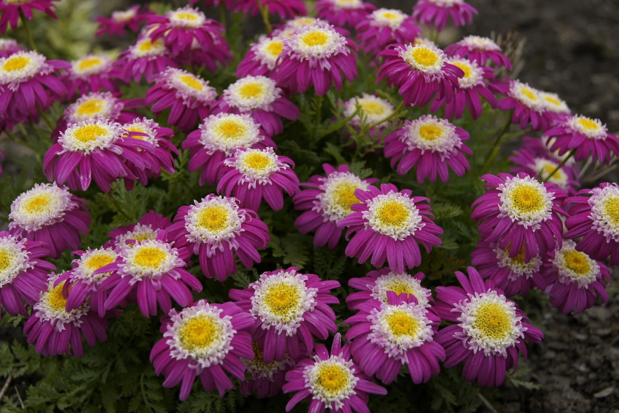 Пиретрум многолетний посадка и уход фото Ромашка пиретрум pyrethrum: найдено 89 изображений