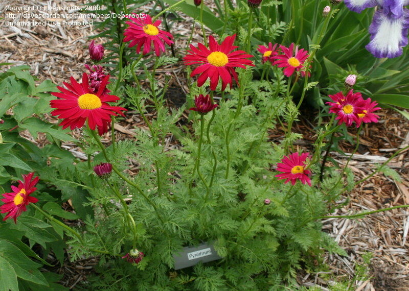 Пиретрум посадка фото Пиретрум розовый Робинзонс Рэд/Tanacetum coccineum Robinson's Red Р1,5 купить в 