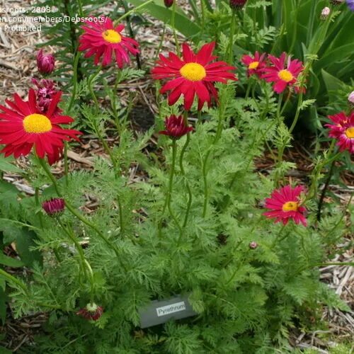 Пиретрум посадка и уход фото Пиретрум/Tanacetum купить в садовом центре Сейма-Гарден - Садовый центр Сейма Га