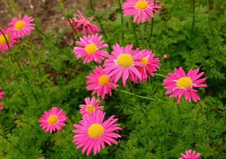 Пиретрум розовый фото пиретрум розовый Chrysanthemum, Plants