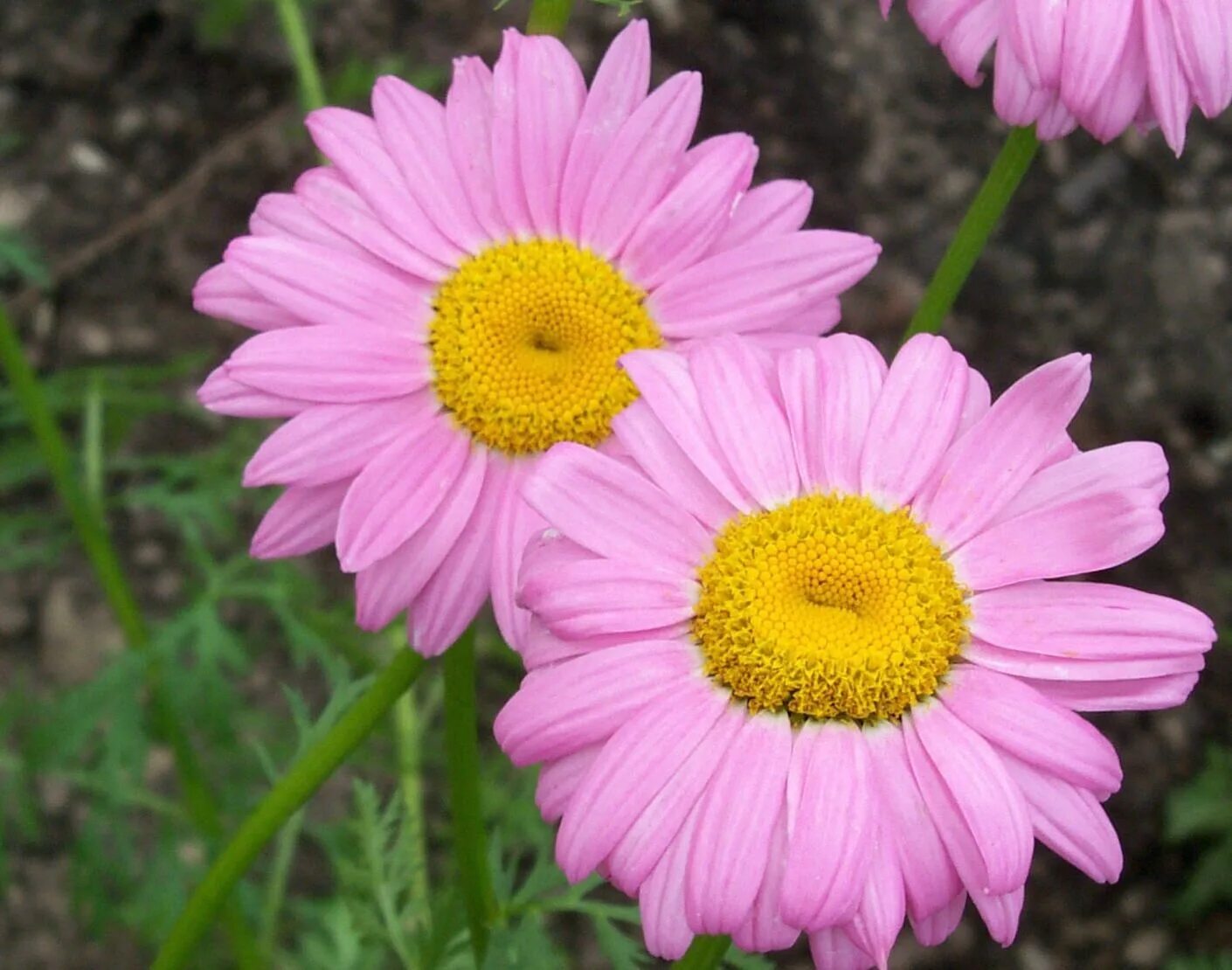 Пиретрум розовый фото Pin by Jouria Warda on Daisies Daisy flower pictures, Daisy image, Daisy flower