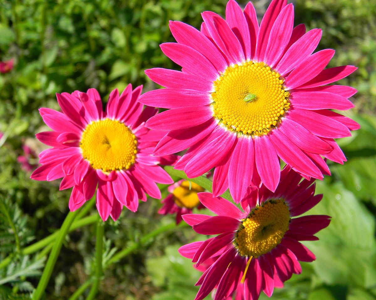 Пиретрум розовый фото Пижма ярко-красная / Tanacetum coccineum Растения, Фотографии