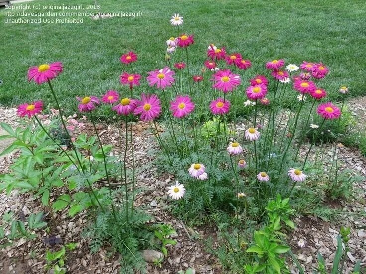 Пиретрум розовый фото на клумбе Pin by Tammy Vik on Outdoors Daisy painting, Plants, Garden