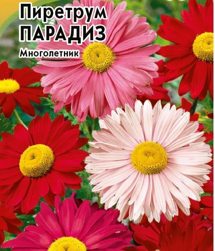 Пиретрум семена фото Семена Пиретрум Парадиз: описание сорта, фото - купить с доставкой или почтой Ро
