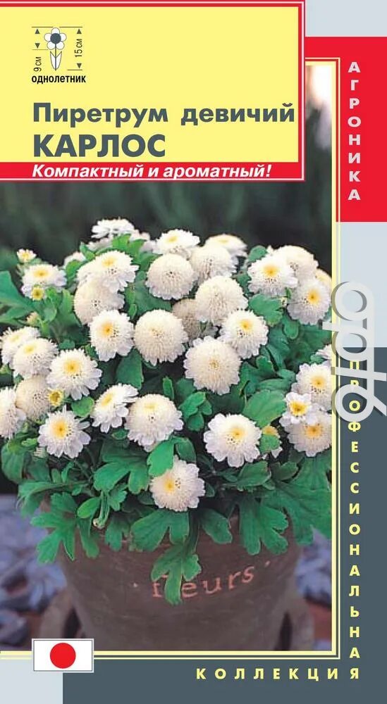 Пиретрум семена фото Пиретрум девичий Карлос, 10 шт. Профессиональная коллекция от 48 руб. в Москве. 