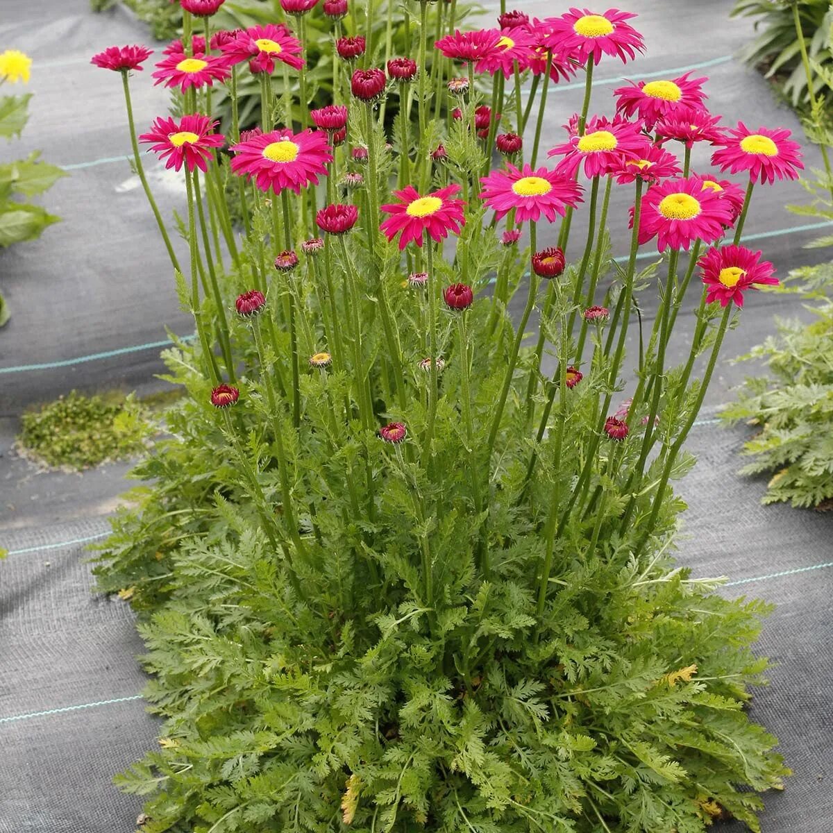 Пиретрум семена фото Tanacetum RADIANT ™ Deep Pink TERRA NOVA ® Nurseries, Inc. Hardy perennials, Dee