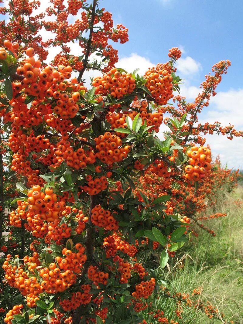 Пироканта фото и описание кустарника Pyracantha coccinea - Image of an specimen - Plantarium