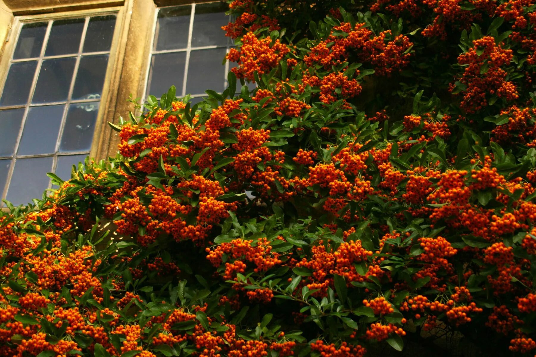 Пироканта фото и описание кустарника Scarlet Firethorn,Pyracantha coccinea