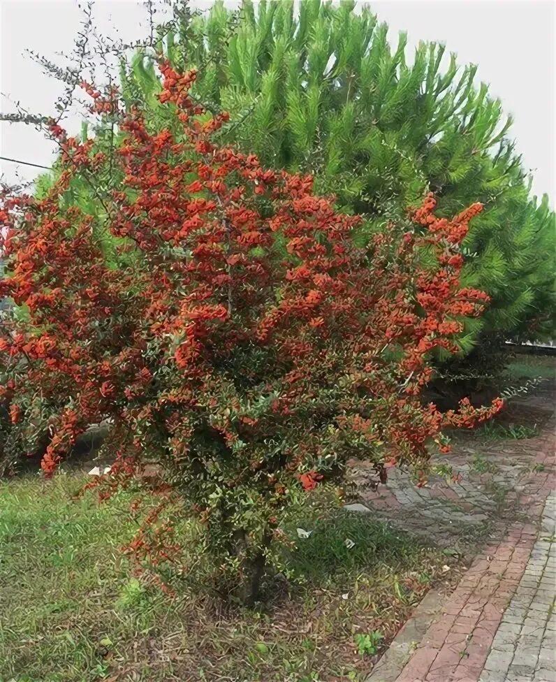 Пироканта фото и описание кустарника Пираканта ярко-красная Pyracantha coccinea купить в Краснодаре