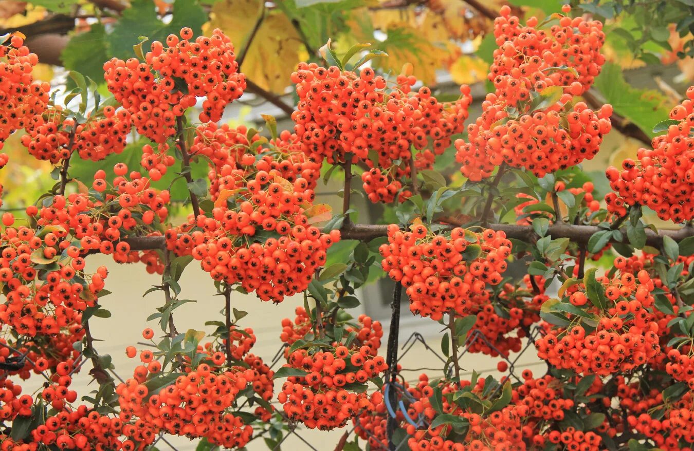 Пироканта фото и описание кустарника Pyracantha crenulata - Image of an specimen - Plantarium