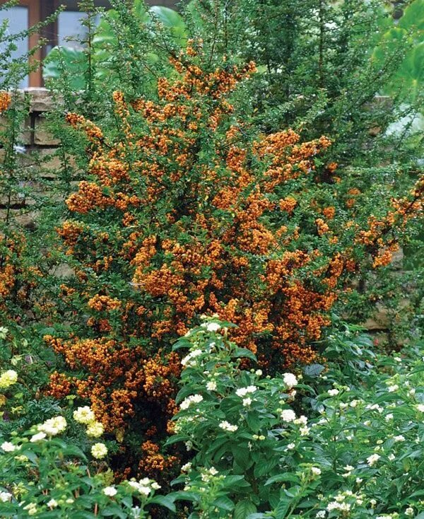 Пироканта фото и описание кустарника Pin on Plants with Showy Fruit