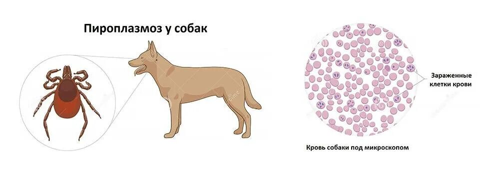 Пироплазмозный клещ фото Пироплазмоз у собак - симптомы, признаки и схема лечение Бабезиоз у животных пос