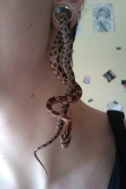 Пирсинг укус змеи фото Master Pierce Desenho de asas de fadas, Cobras, Fotos de animais