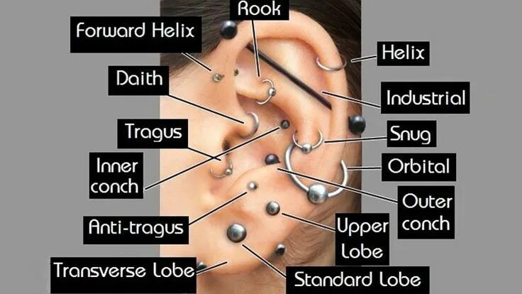 Пирсинг ушей названия и фото Types of Ear Piercings: Best Ear Piercing Chart and Guide Ear piercing diagram, 