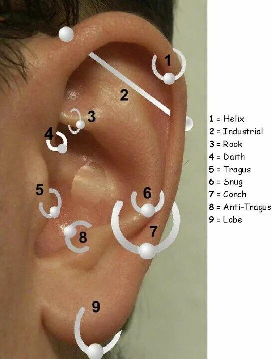 Пирсинг ушей названия и фото Pin by Crystal Halliburton Winston on Tattoos and piercings... Different ear pie