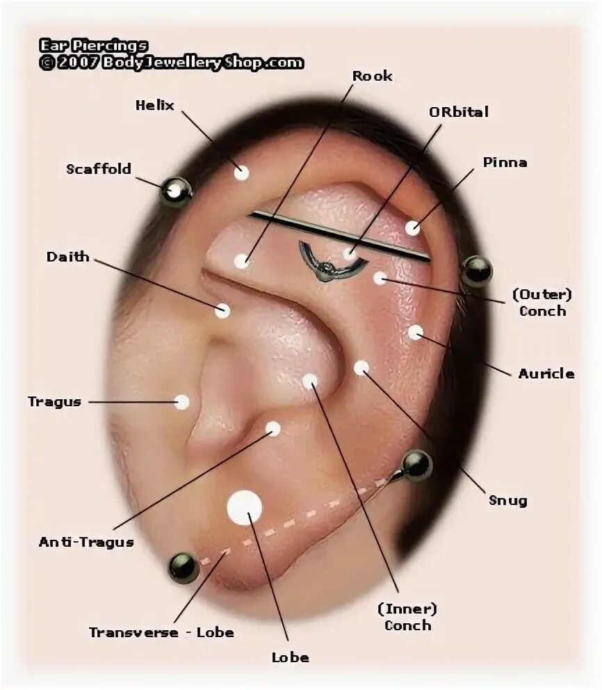 Пирсинг ушей названия и фото ear piercing types Ear piercing diagram, Ear piercing names, Ear piercings