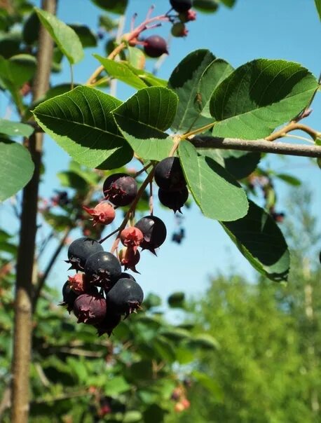 Пирус ягода фото другое название Садоводы,огородников! Куплю-продам растения, инвентарь. Мамочки Ломоносова (папо
