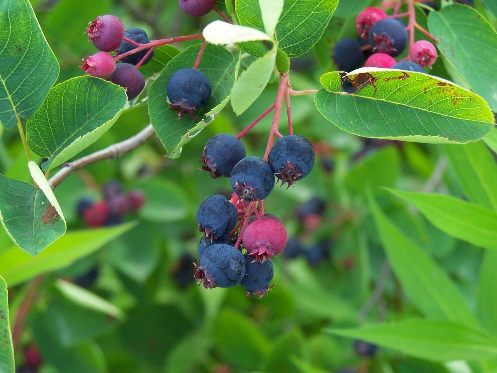 Пирус ягода фото другое название Juneberry Serviceberry Amelanchier lamarckii 50 seeds Etsy