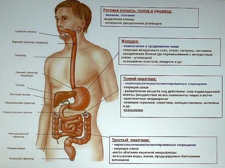 Пищеварительная система анатомия фото Желудочно-кишечный тракт (ЖКТ)