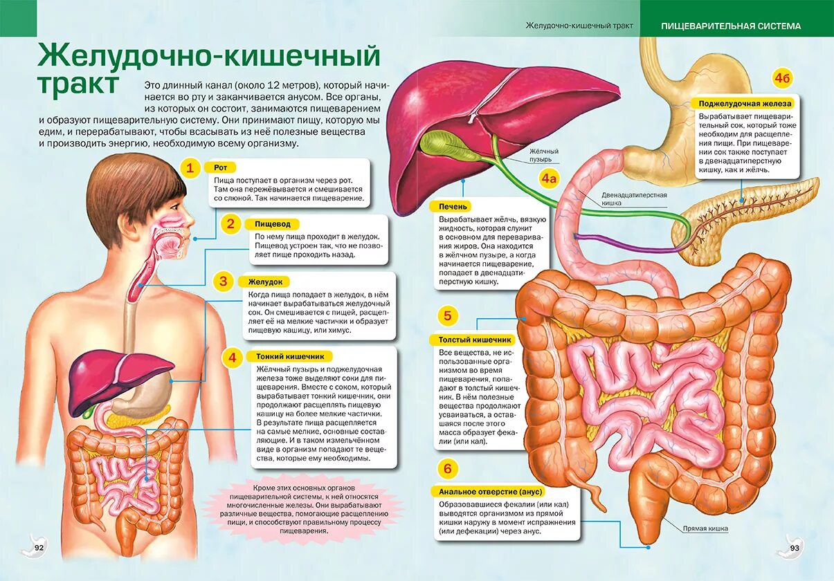 Пищеварительная система анатомия фото Анатомия жкт человека