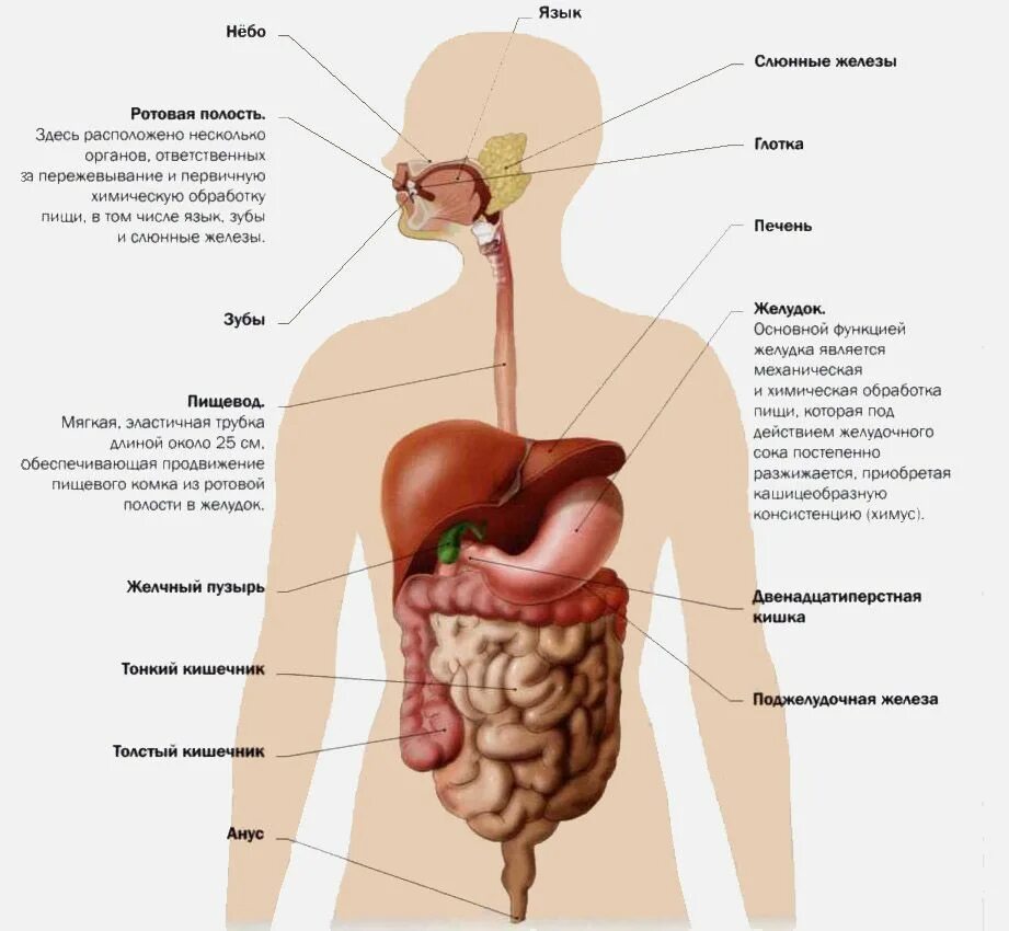 Пищеварительная система анатомия фото Пин на доске healthy lifestyle
