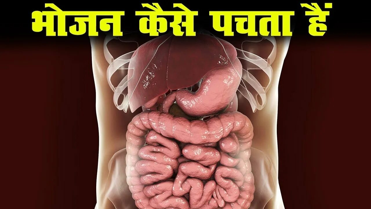 Пищеварительная система анатомия фото क़ब्ज़ से छुटकारा -रोज़ सुबह पेट साफ़ ( Constipation - Human Digestive system ) 