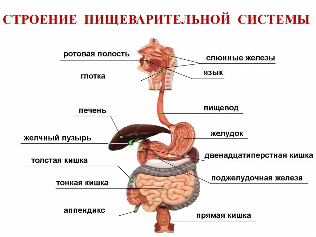 Пищеварительная система анатомия фото Картинки ПИЩЕВАРИТЕЛЬНЫЕ ЖЕЛЕЗЫ ПИЩЕВОДА И ЖЕЛУДКА