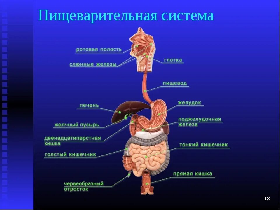 Пищеварительная система анатомия фото Какой орган пищеварения получил название плод дуба