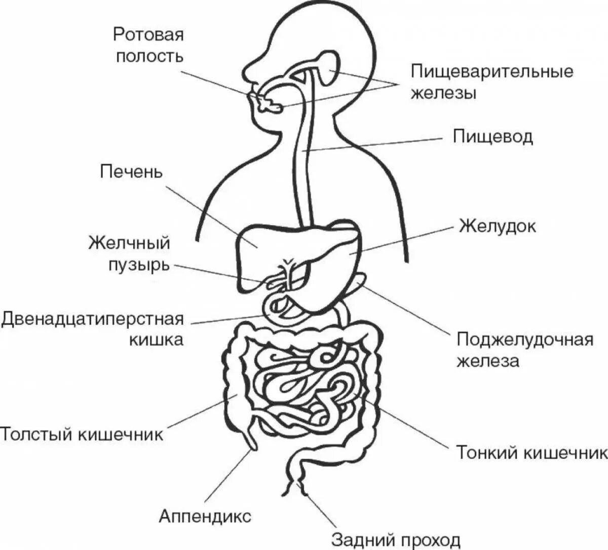 Пищеварительная система анатомия фото Картинки Пищеварительная система (37 шт.) - #13441
