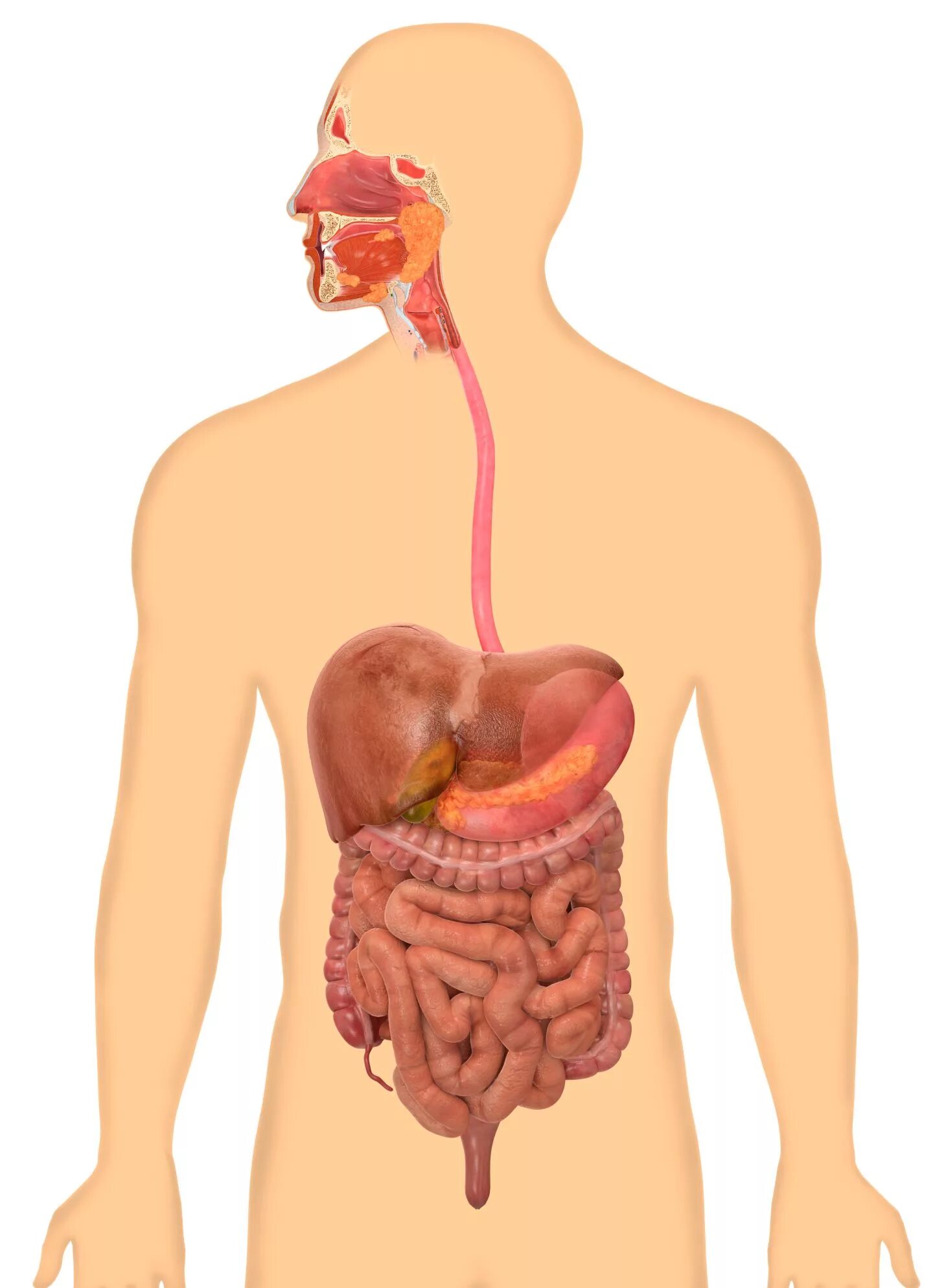 Пищеварительная система анатомия фото BIOLOGY MIND MAP - Mind Map