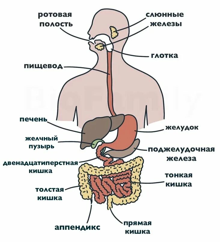 Пищеварительная система анатомия фото АНАТОМИЯ: Пищеварительная система BioFamily ЕГЭ по биологии 2023 Дзен