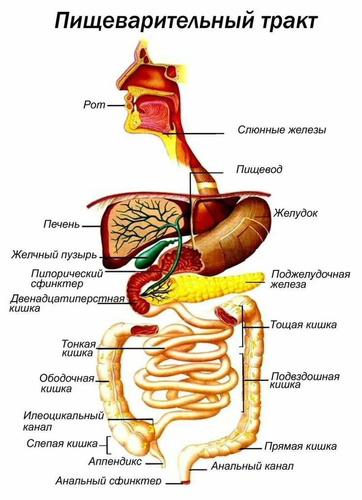 Пищеварительная система анатомия фото Пин от пользователя Maria ***** на доске Anatomy Уроки биологии, Учащиеся медучи