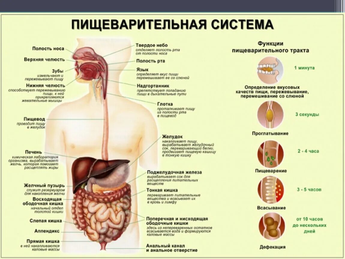 Пищеварительная система человека анатомия фото Презентация к уроку биологии. 8 класс. Тема: "Пищеварительная система"