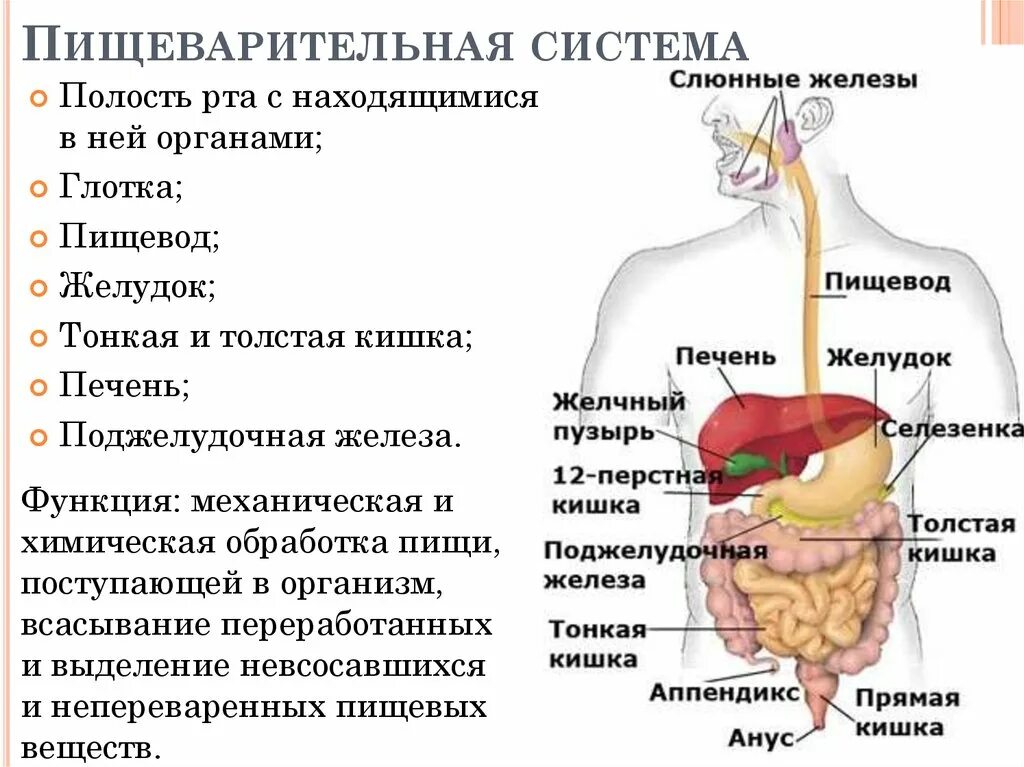 Пищеварительная система человека анатомия фото Картинки ПИЩЕВАРЕНИЕ ПРОИСХОДИТ В ПИЩЕВАРИТЕЛЬНОЙ СИСТЕМЕ