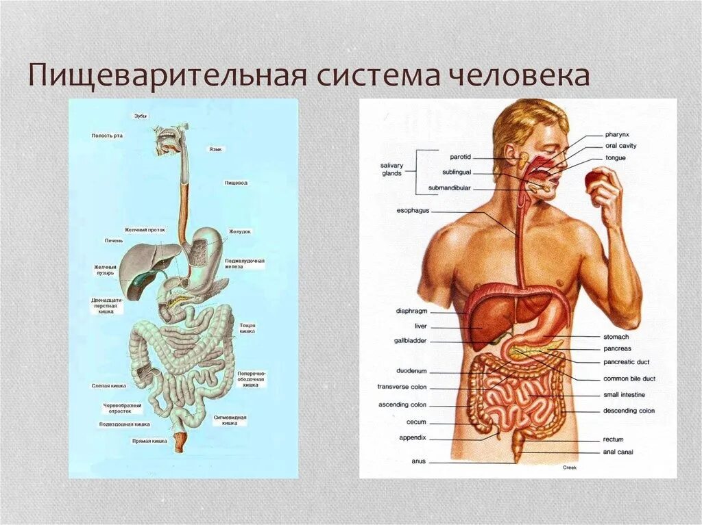 Пищеварительная система человека анатомия фото Строение и жизнедеятельность органов системы пищеварения Пищеварением называют с