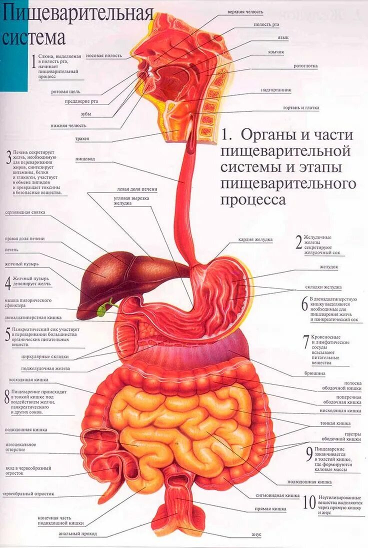 Пищеварительная система человека анатомия фото Схема органов пищеварительной системы человека. Medical anatomy, Human anatomy a