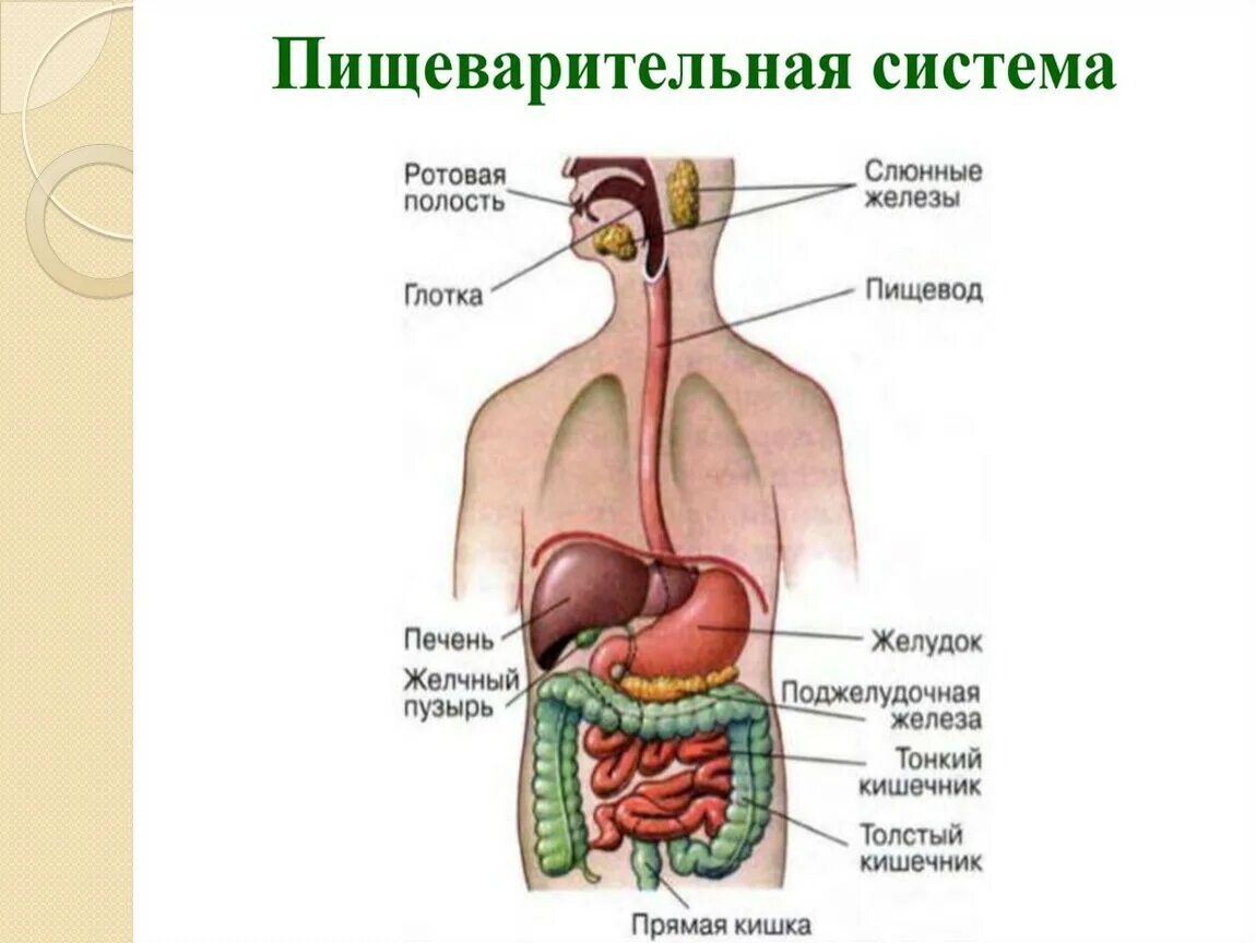 Пищеварительная система человека анатомия фото Соотнесите органы системы органов