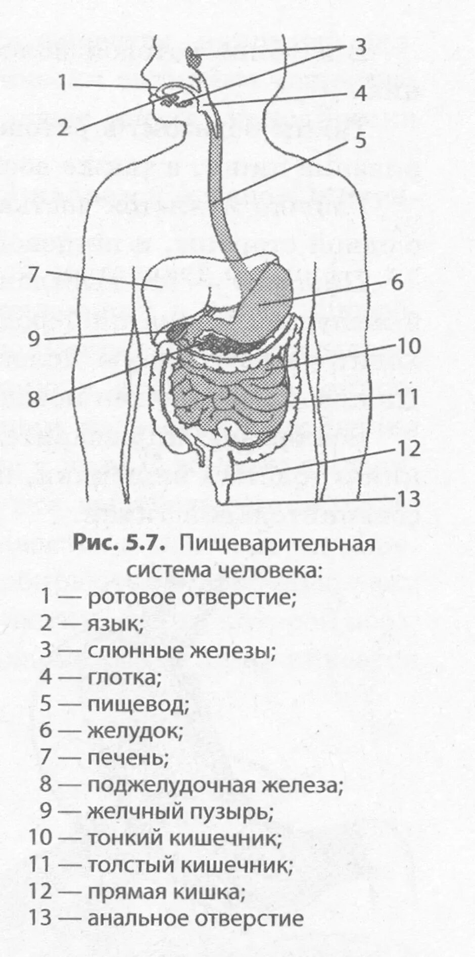 Пищеварительная система человека анатомия фото Картинки ИЗ ЧЕГО СОСТОИТ ПИЩЕВАРИТЕЛЬНАЯ СИСТЕМА
