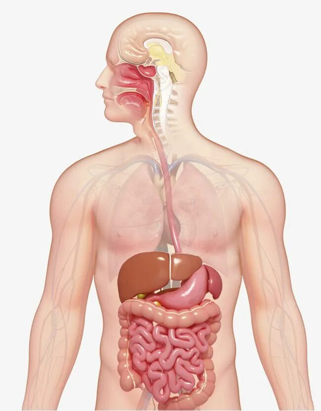 Пищеварительная система человека анатомия фото Human Digestive System PNG Images, Gastrointestinal, Human Body, Organ PNG Trans
