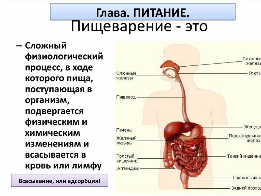 Пищеварительная система человека фото Органы участвующий в процессе пищеварения