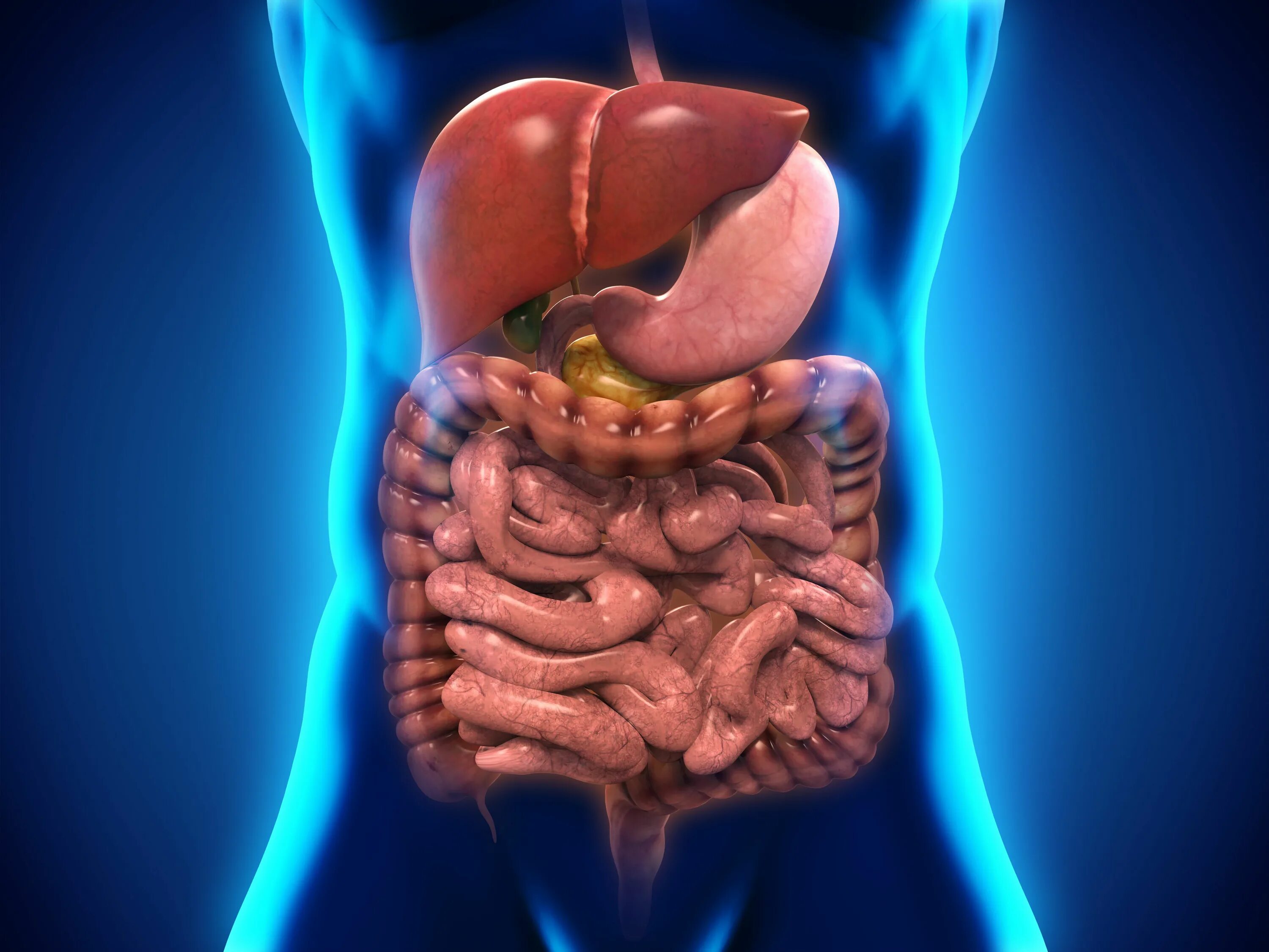 Пищеварительная система человека фото Abstracts From the 18th Annual Meeting of the International Society of Gastroint