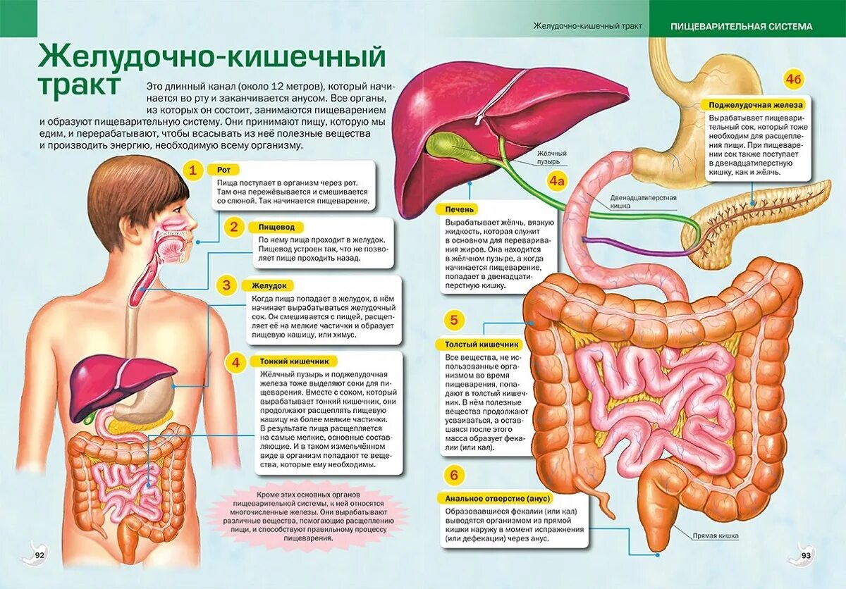 Пищеварительная система человека фото Картинки УСТАНОВИТЕ ПОСЛЕДОВАТЕЛЬНОСТЬ РАСПОЛОЖЕНИЯ ОТДЕЛОВ ПИЩЕВАРИТЕЛЬНОГО ТРА