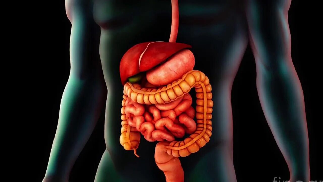 Пищеварительная система фото The Digestive System song - YouTube