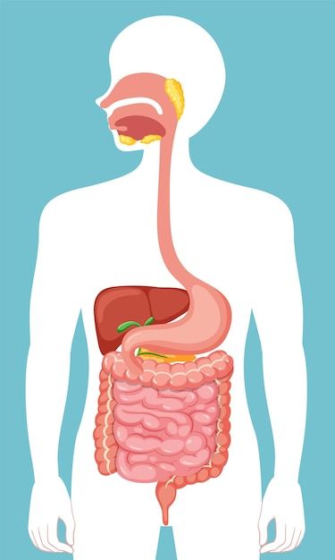 Пищеварительная система фото Free vector human medical digestive syst... Free Vector #Freepik #freevector #di